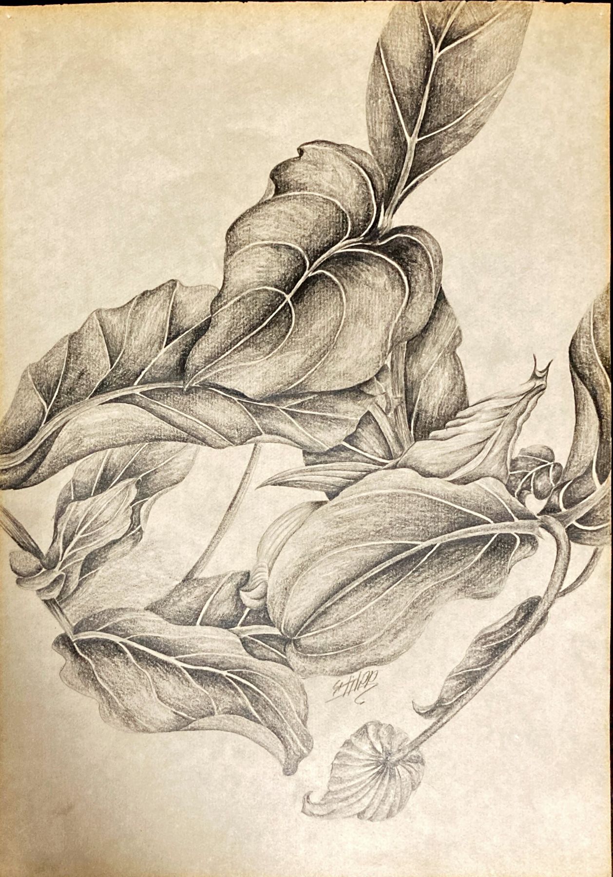 Botanical and scientific illustration
