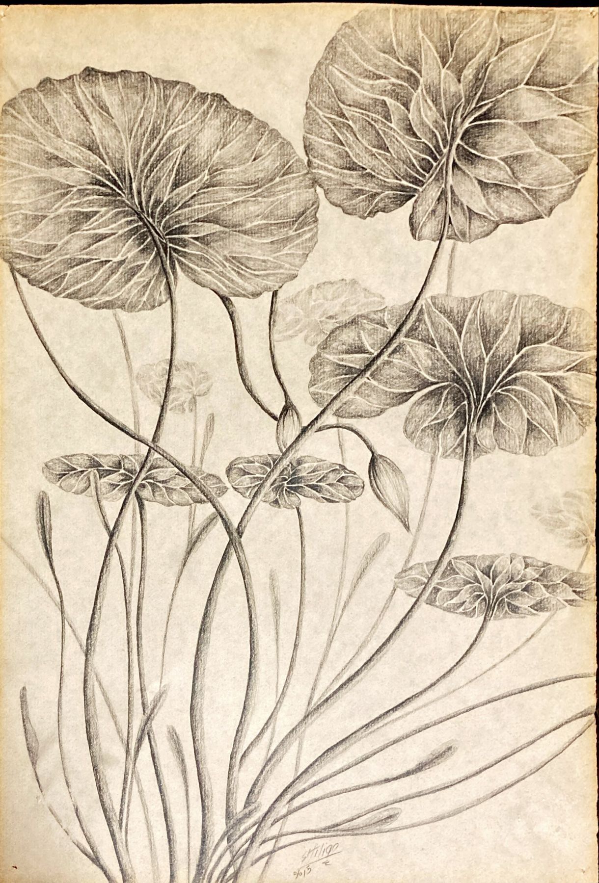 Botanical and scientific illustration