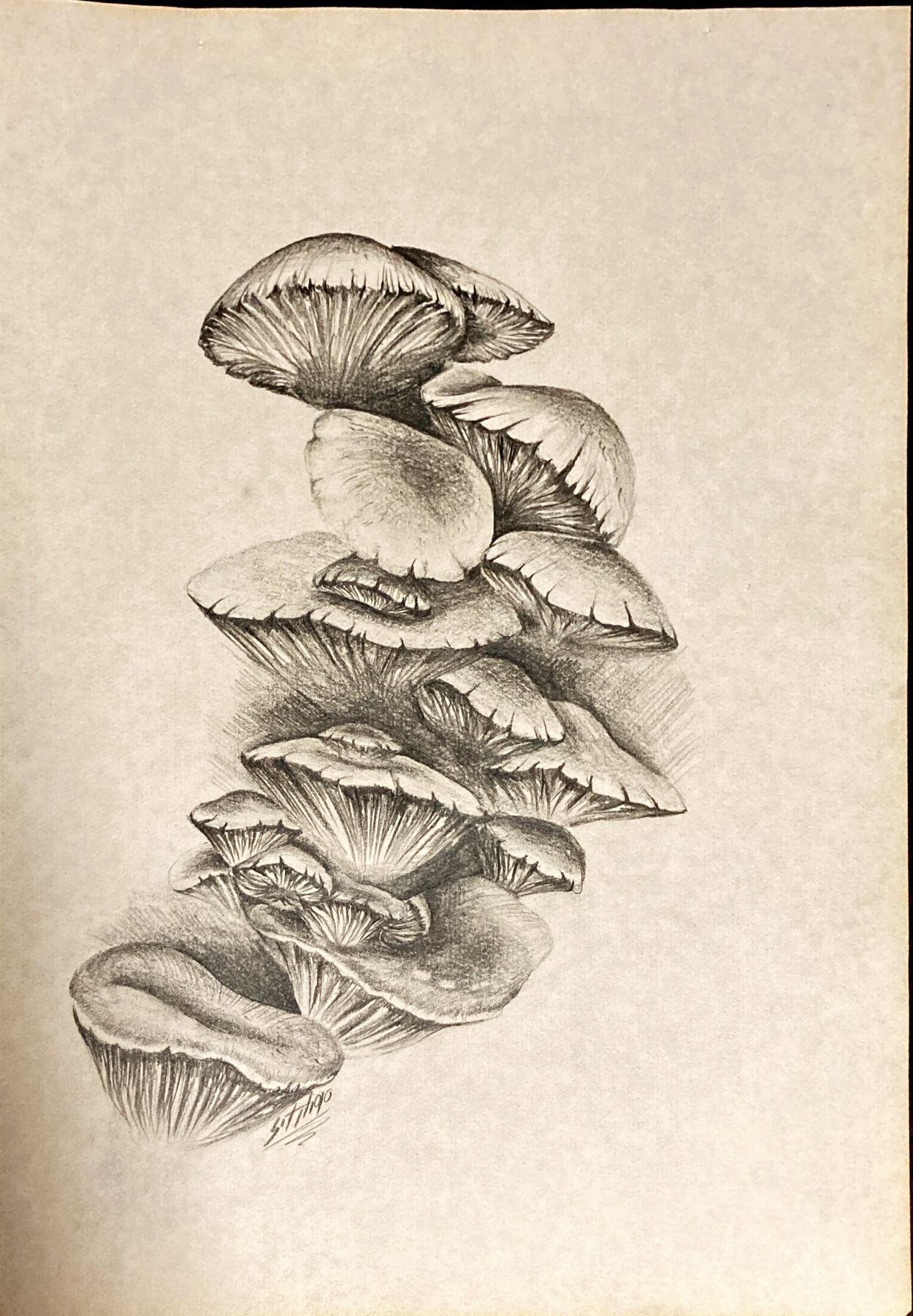 Botanical and scientific illustration