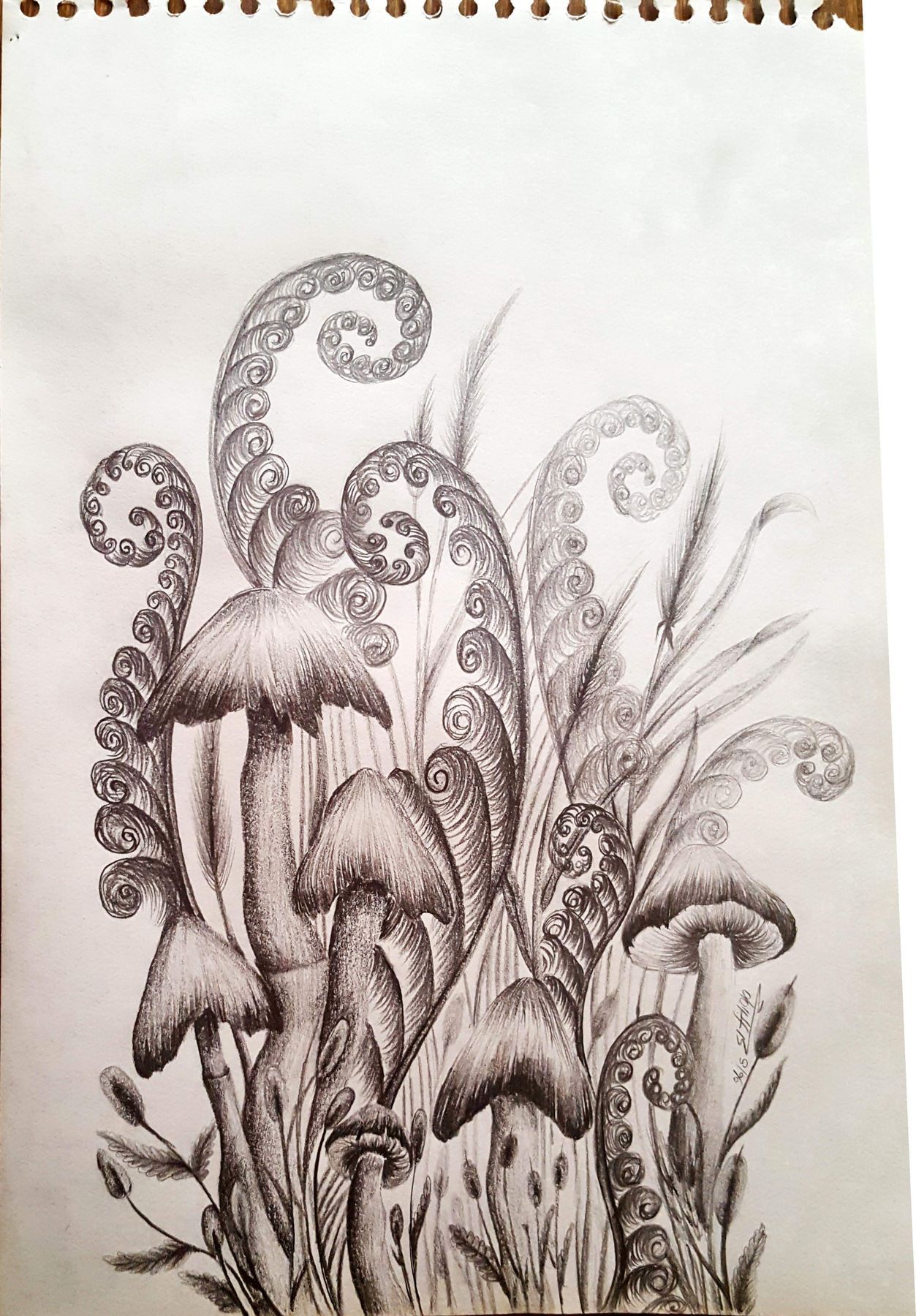 Botanical and scientific illustration
