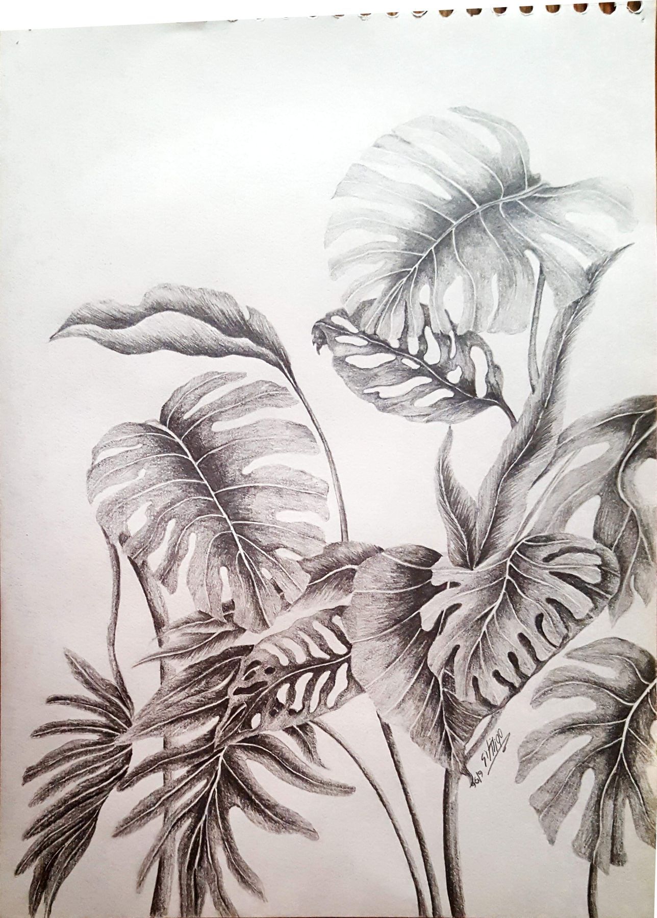 Botanical and scientific illustration