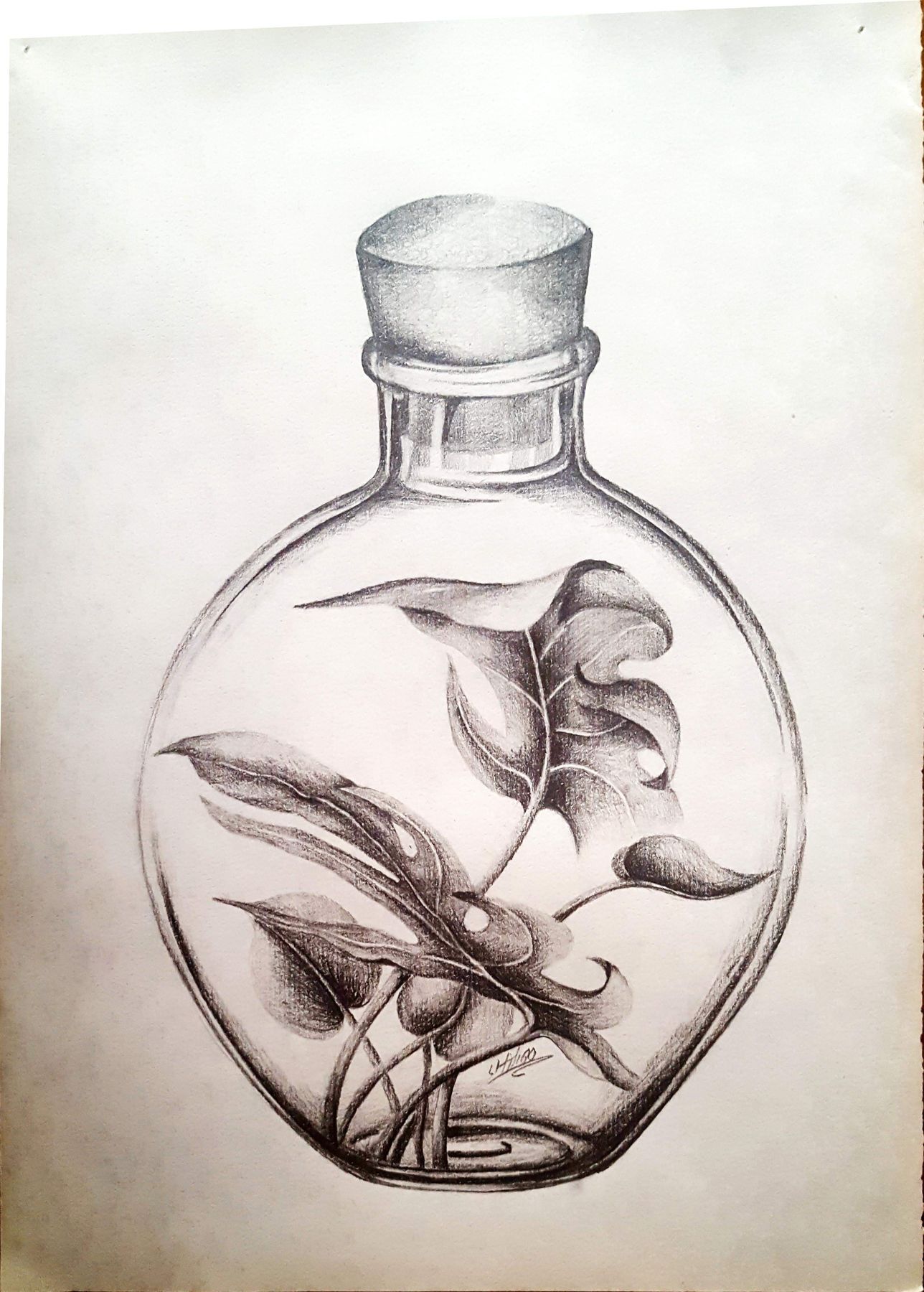Botanical and scientific illustration